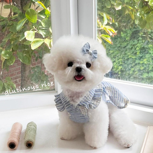 宠物狗狗衣服春夏韩系花边吊带小洋裙ins猫咪背心小型犬比熊泰迪