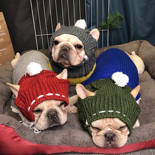 宠物中大型犬可爱保暖露耳毛线帽