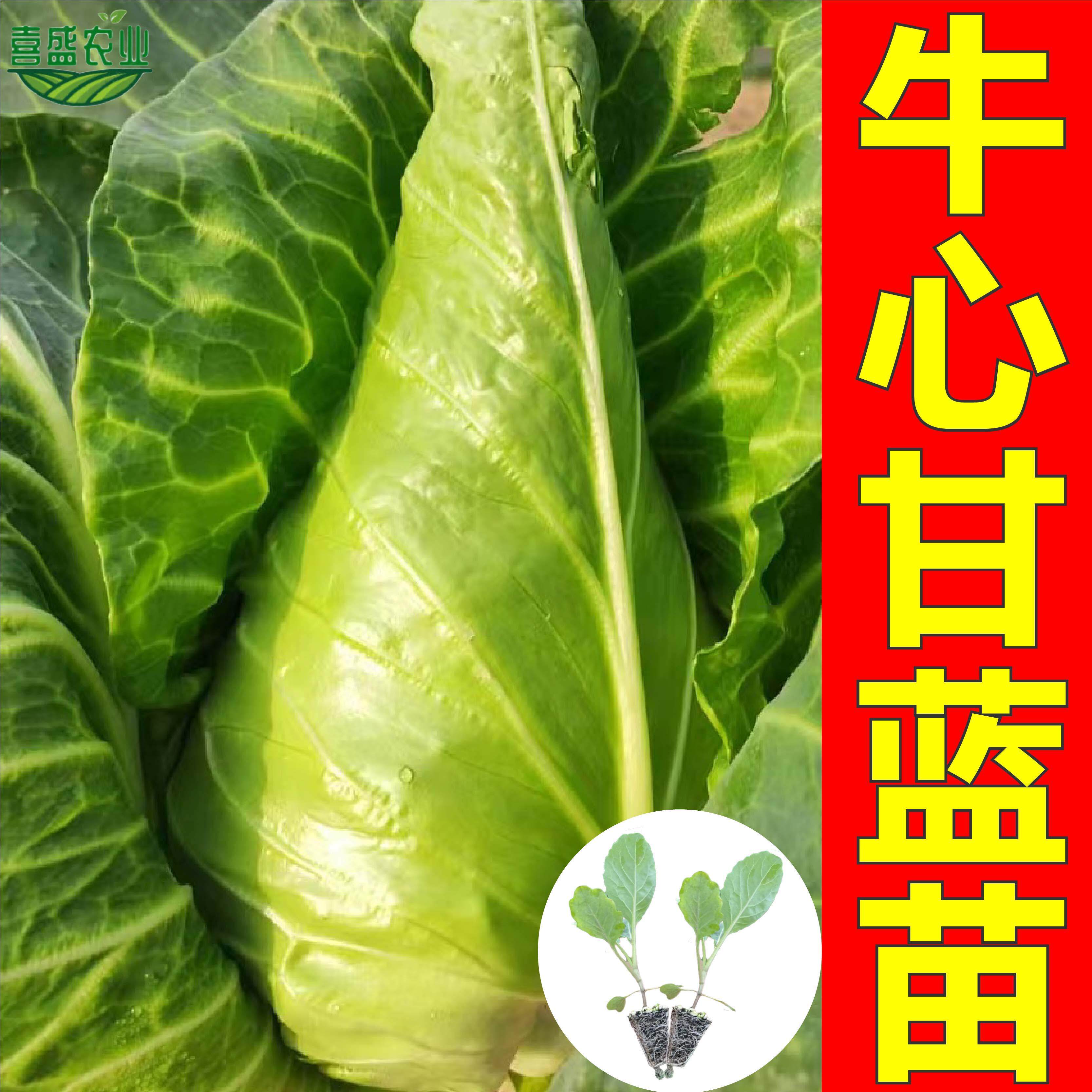 牛心甘蓝苗甘蓝种子四季包菜包心菜卷心菜大头菜蔬菜苗子高产耐寒