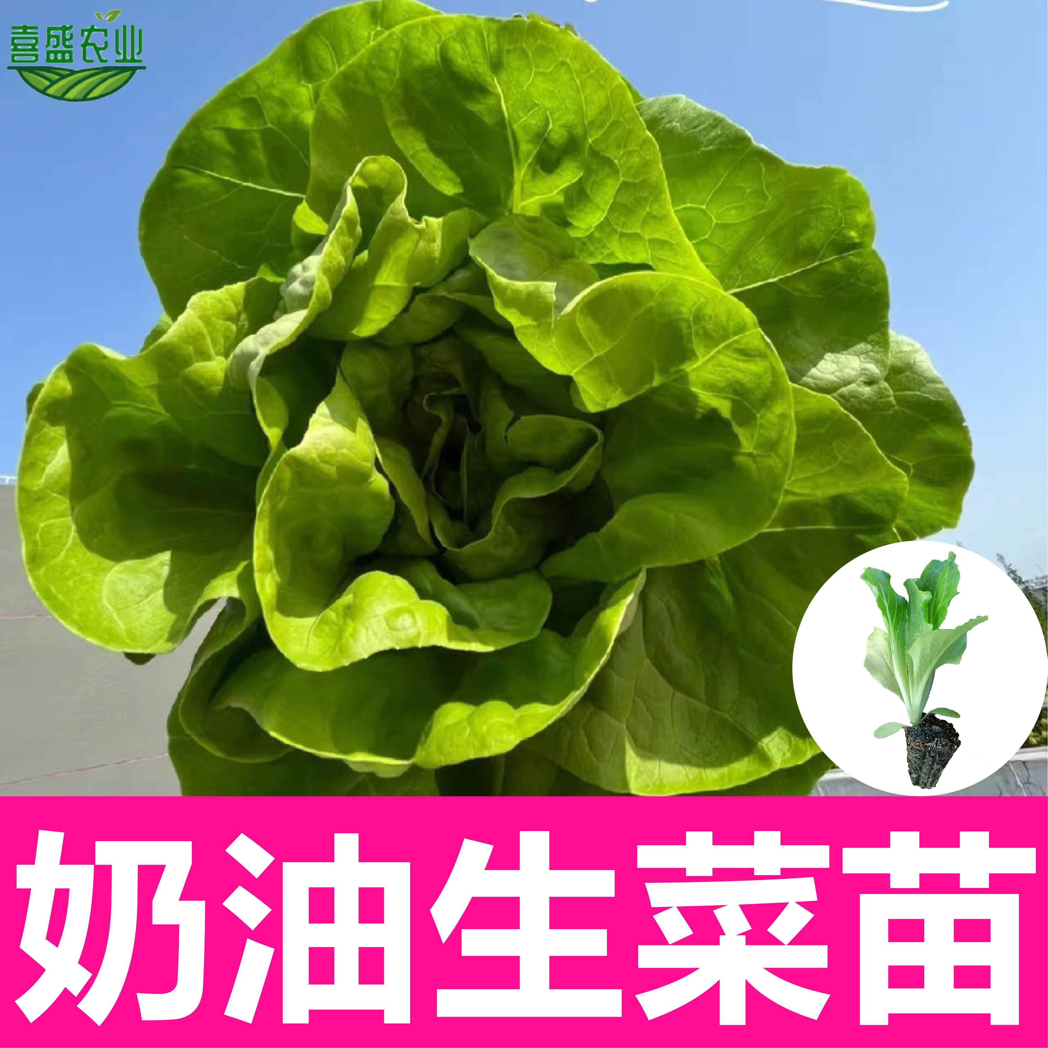 四季奶油生菜种籽夏季耐热