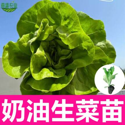 四季奶油生菜苗秧耐热高产蔬菜种籽阳台盆栽易种易活奶油生菜种籽