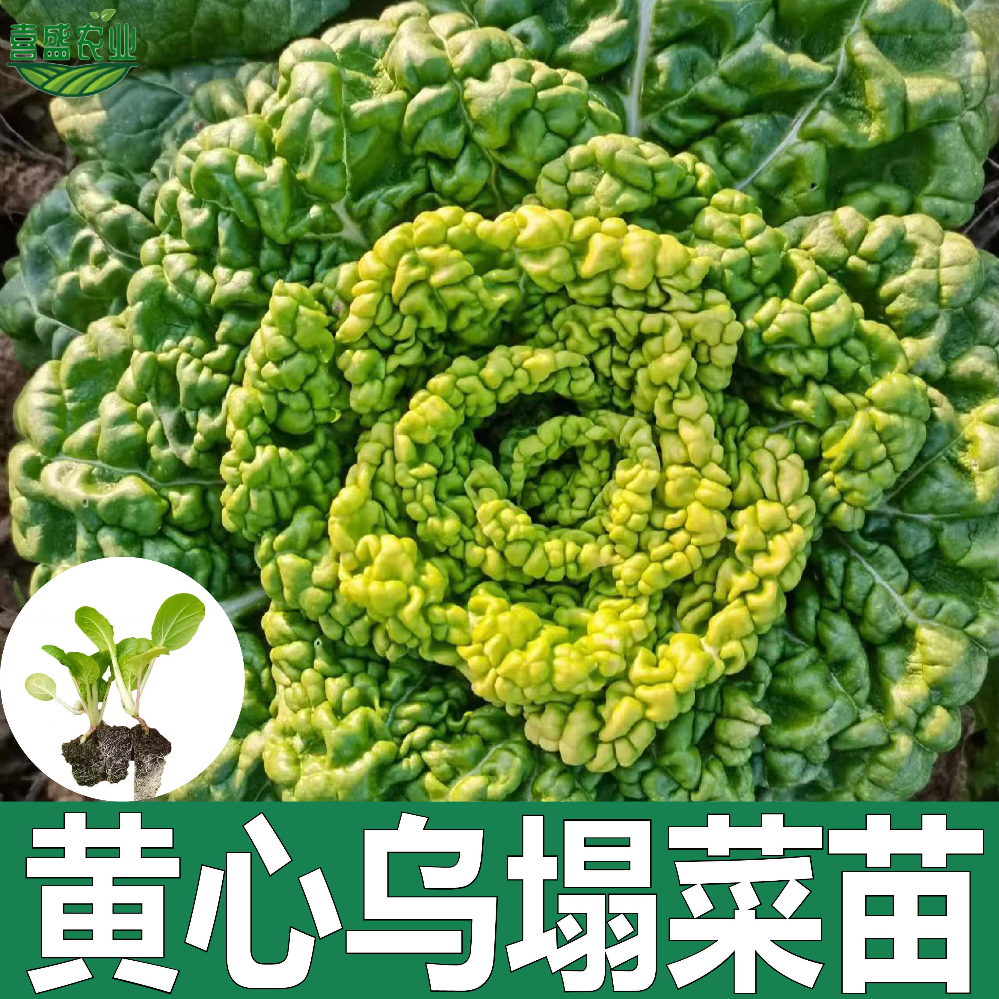 耐寒黄心乌塌菜苗秧苗秋冬蔬菜苗盆栽地栽菊花心乌塔菜乌塌菜苗秧