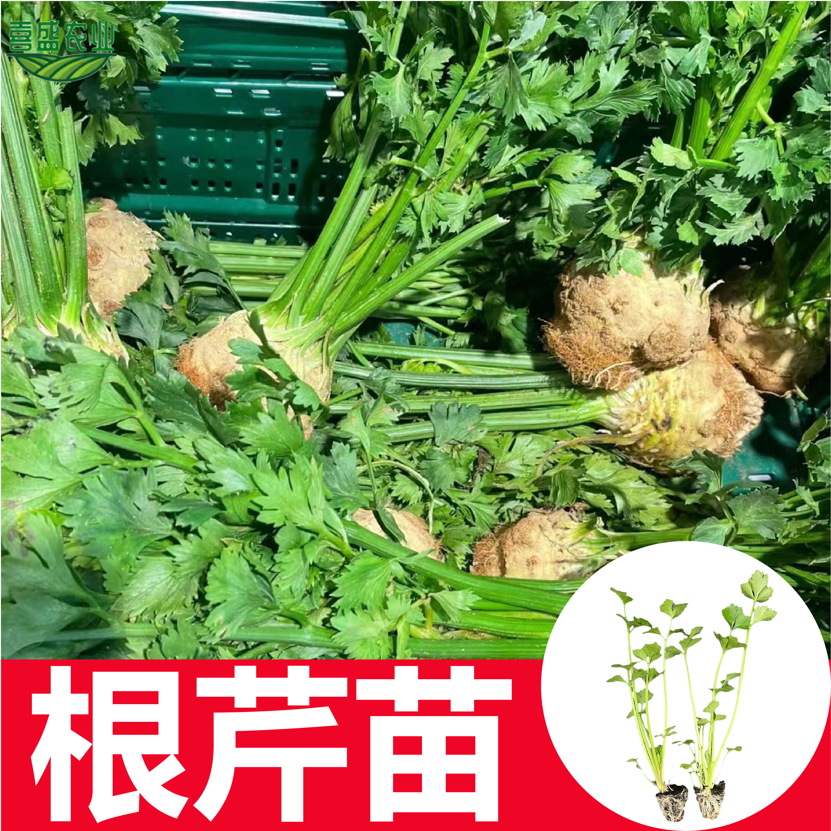 根芹苗秧四季播种耐寒耐热芹菜苗种籽阳台盆栽大田高产抗病芹菜苗