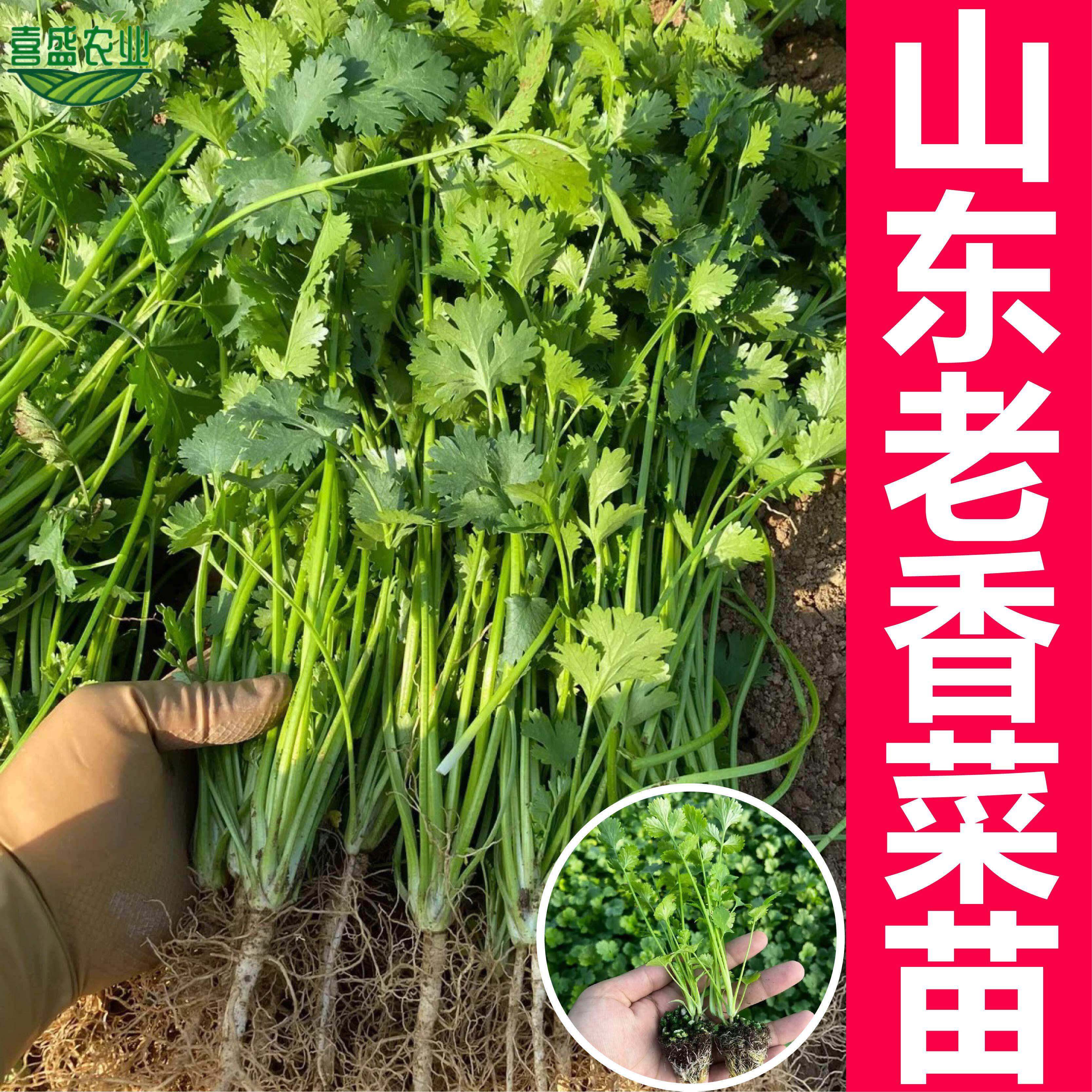 山东老香菜苗带土带根四季春秋