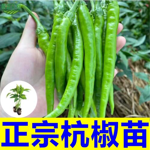 杭椒新鲜青椒不辣生吃蘸酱