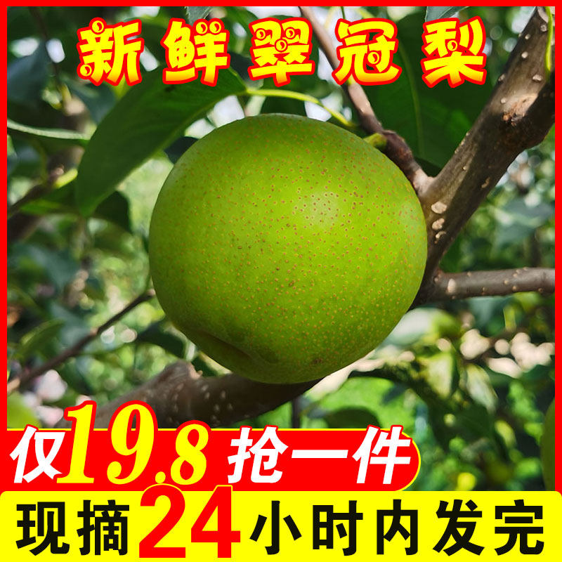 青梨子新鲜10斤翠冠梨包邮当季现摘青梨应季时令水果整箱青皮梨
