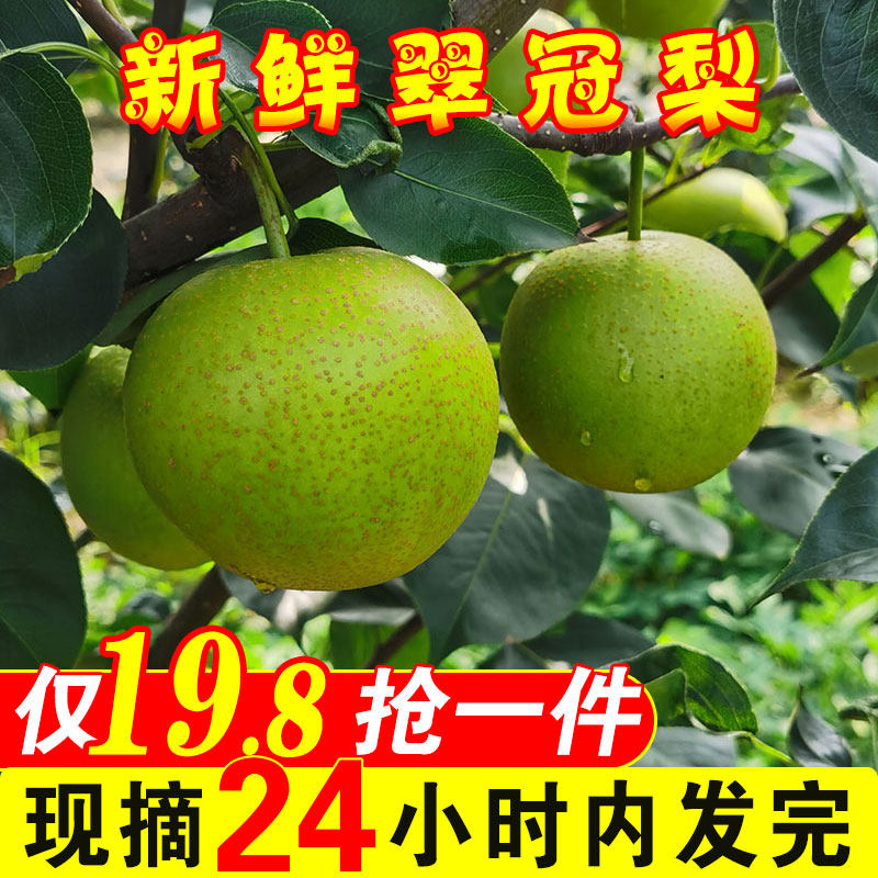 翠冠梨青梨子新鲜10斤当季现摘青梨孕妇时令水果整箱青皮梨皇冠梨