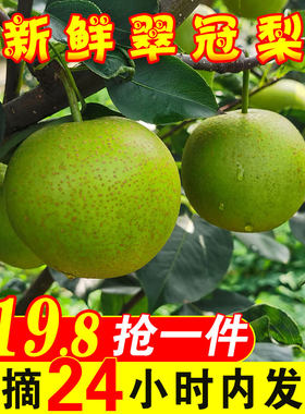 翠冠梨青梨子新鲜10斤