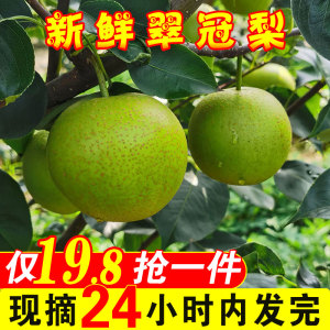 翠冠梨青梨子新鲜10斤