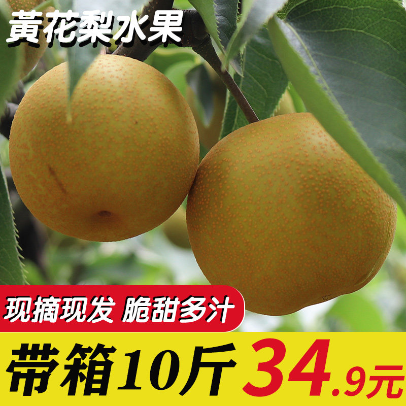 黄花梨水果梨子新鲜10斤现货当季沙梨果整箱现摘应季时令孕妇水果