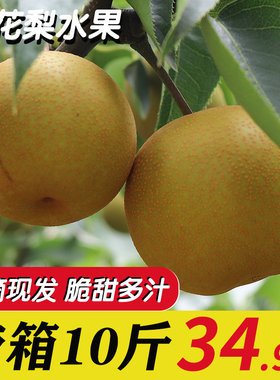 黄花梨水果新鲜10斤现货当季