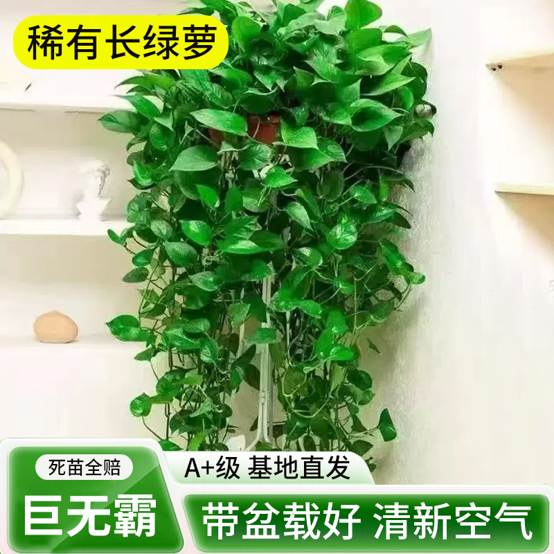 【巨无霸超大盆稀有长绿萝】盆栽室内除甲醛植物新房家用长藤