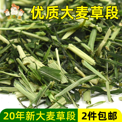冠之亚兔子大麦草新大麦草段