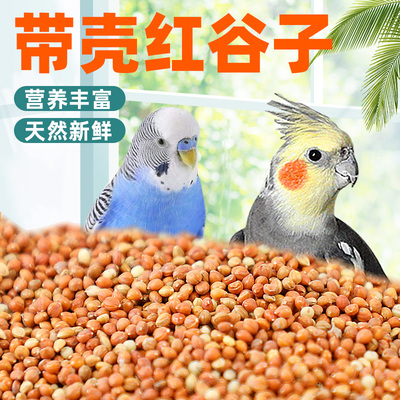 冠之亚鹦鹉红谷子带壳中小型专用