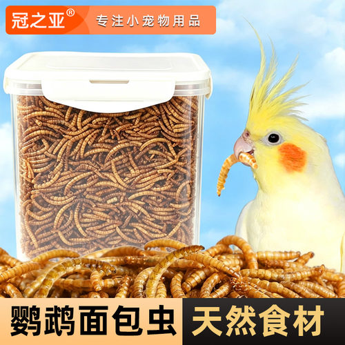 虎皮玄凤牡丹鹦鹉通用奖励面包虫