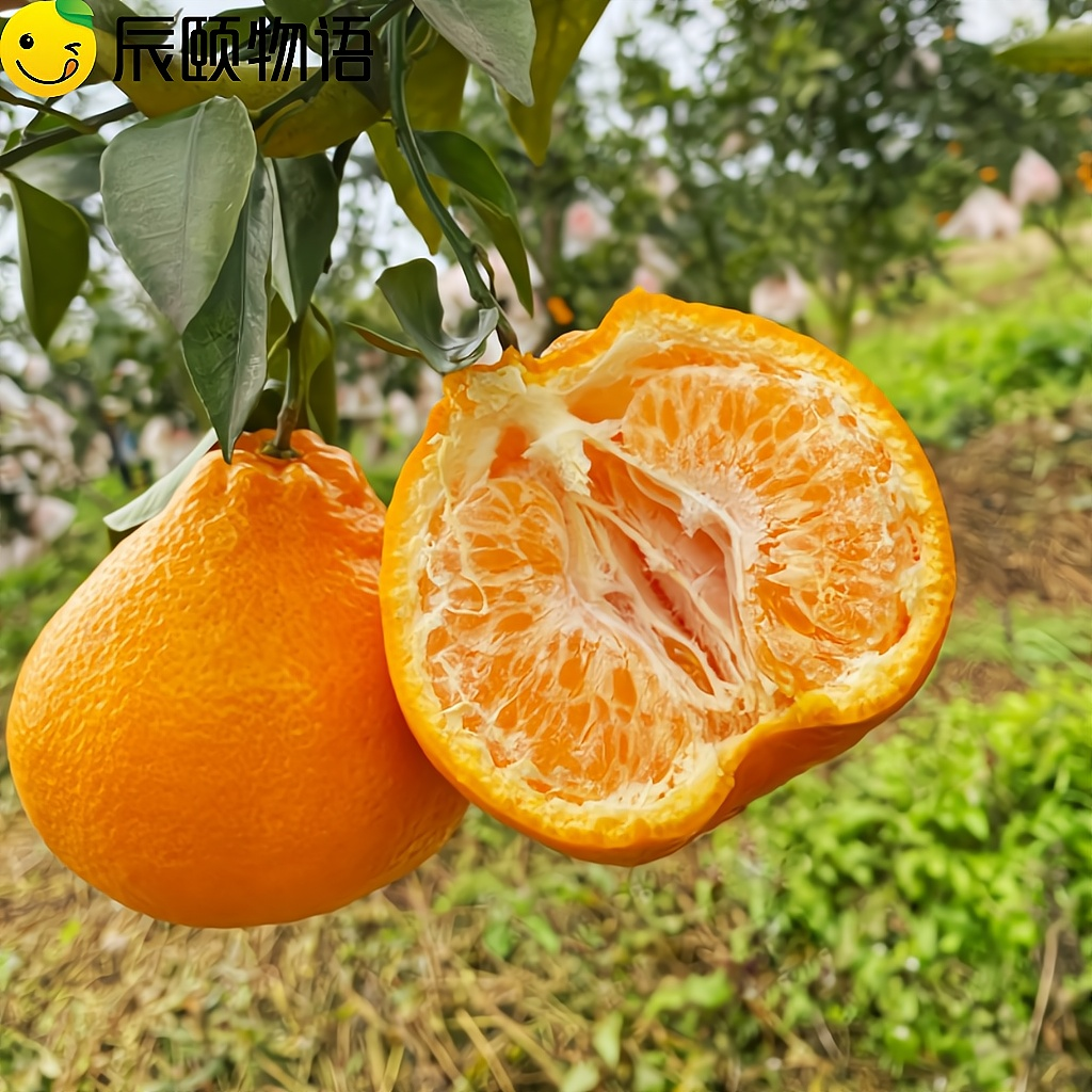 辰颐物语四川春见耙耙柑当季丑桔子粑粑柑新鲜孕妇水果3斤橘子