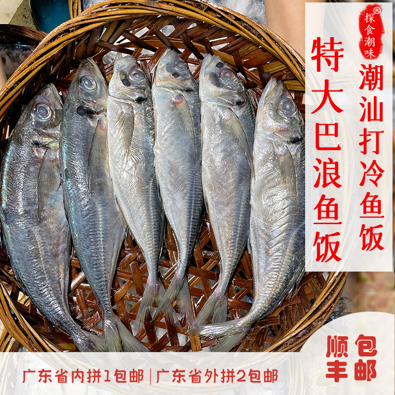 潮汕特产打冷巴浪鱼饭特大条 肉质紧实鲜美 去内脏 顺丰包邮