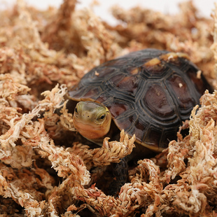 乌龟冬眠专用品黄缘龟半水龟保暖过冬垫材料无菌智利水苔爬宠巴西