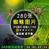 高清蜘蛛图片毒蛛跳蛛结网捕食昆虫节肢动物爬虫微距摄影照片素材