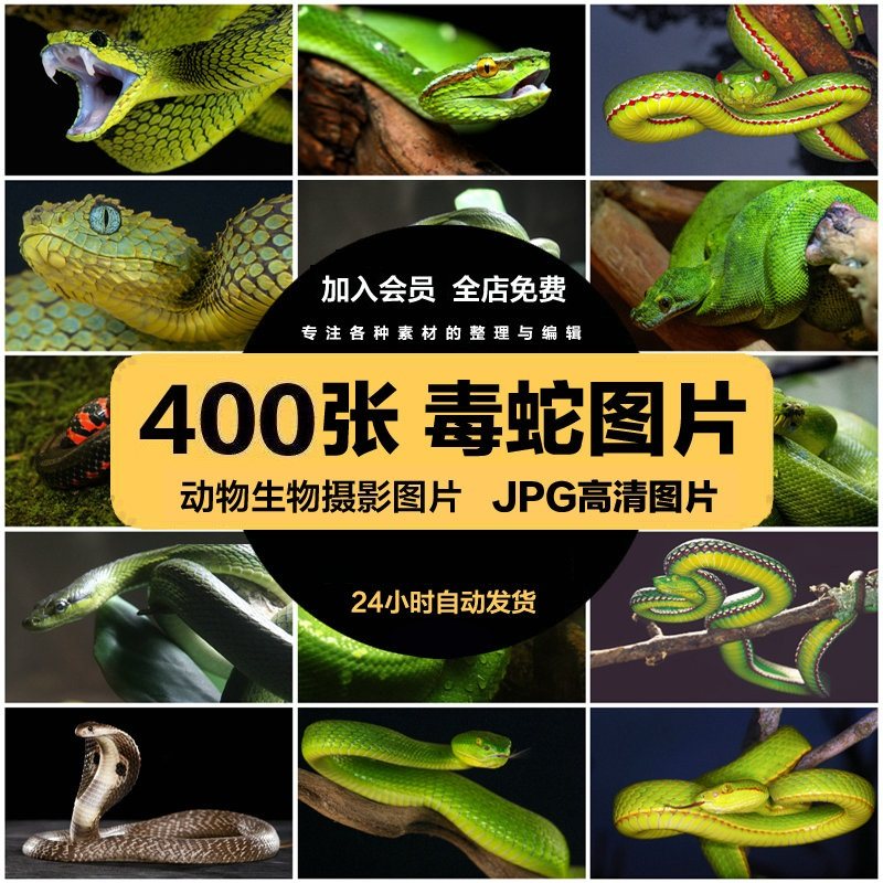 4K高清蛇图片眼镜毒蛇竹叶青蟒蛇银环宠物蛇乌梢蛇爬行动物照素材