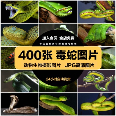 4K高清蛇图片眼镜毒蛇竹叶青蟒蛇银环宠物蛇乌梢蛇爬行动物照素材