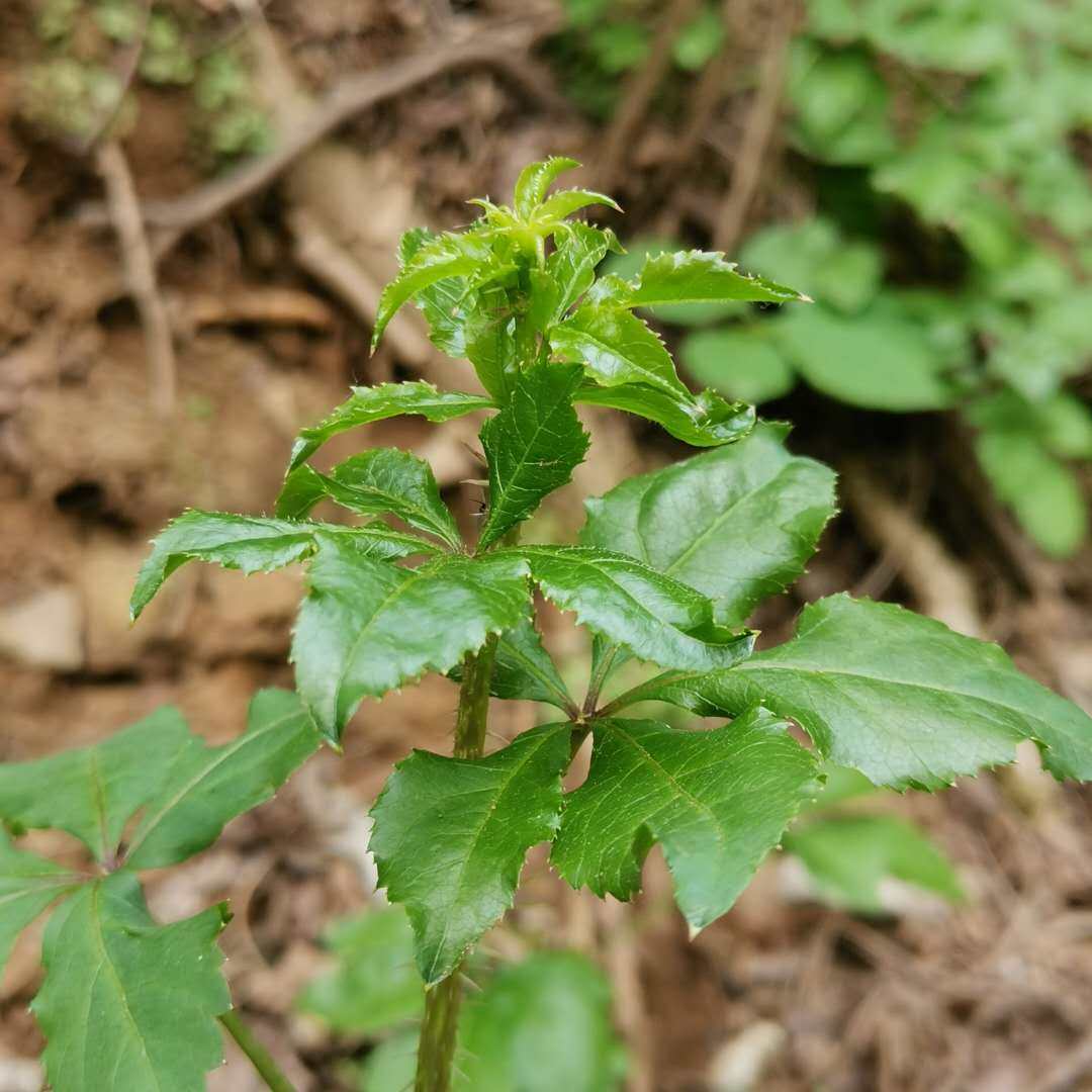 甘肃农村深山特产五爪子苔刺五加撮当季新鲜野蔬菜时令野菜速冻