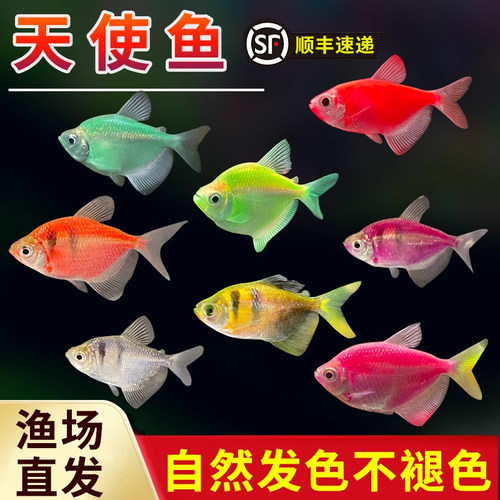 天使鱼小型热带鱼七彩鱼好养耐活