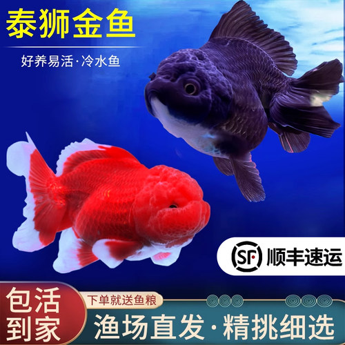 泰狮兰寿好养耐活金鱼淡水鱼冷水