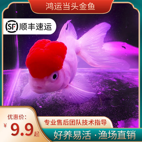 鸿运当头鱼鹤顶红鱼耐活好养鱼活