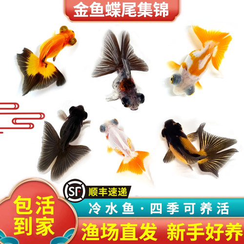 好看好养耐活小巧小金鱼蝶尾鎏金