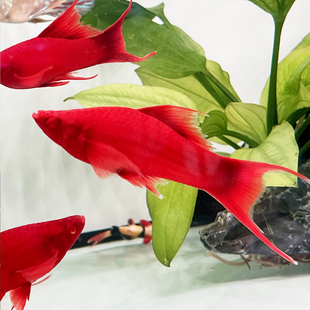 红箭鱼热带观赏鱼燕尾红剑鱼长尾双尾高帆淡水鱼米奇鱼胎生鱼好养