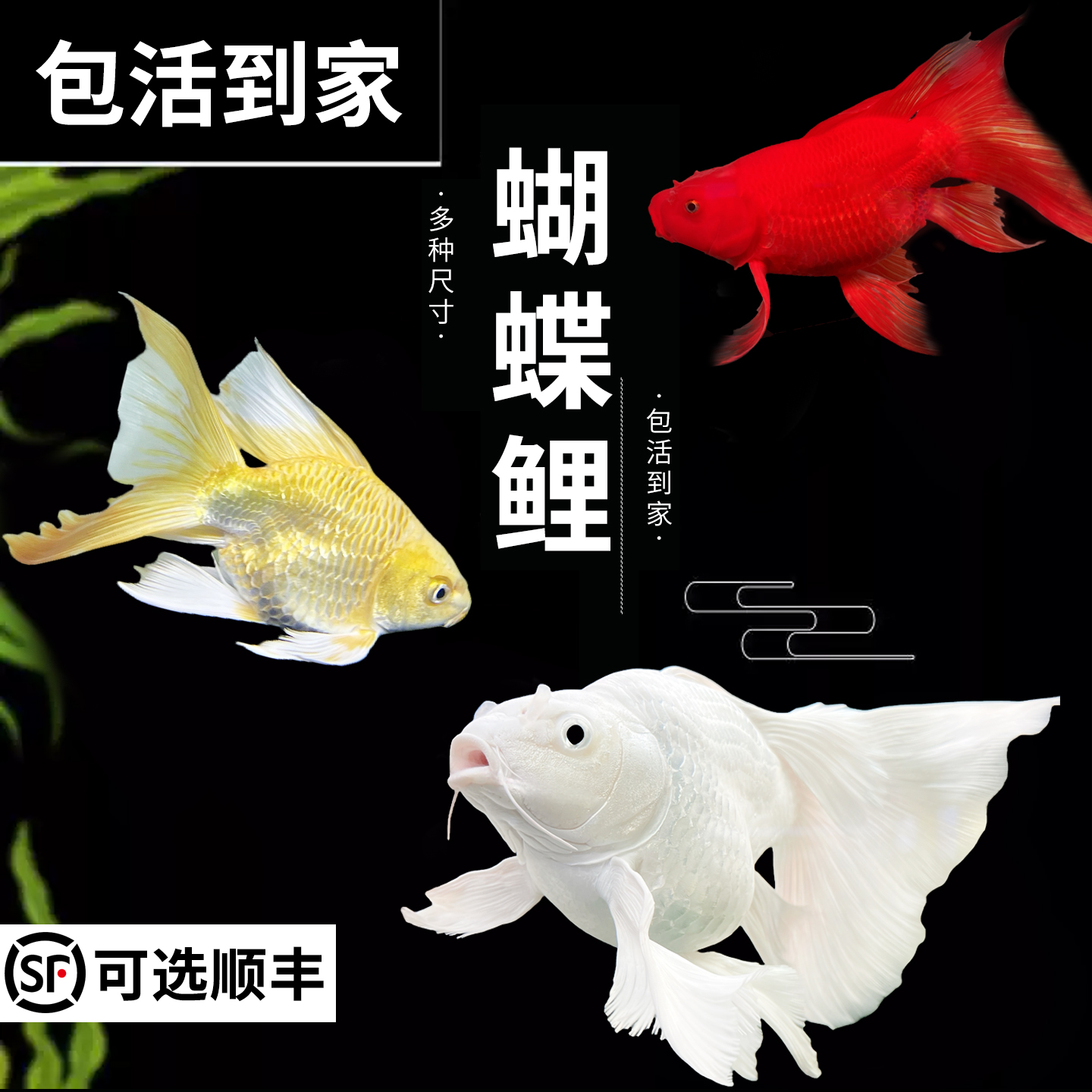 高品质蝴蝶鲤球体短身冷水鱼顺丰