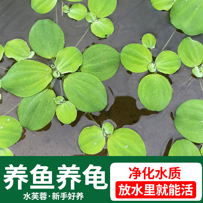 水芙蓉真水草净化水质养鱼养龟