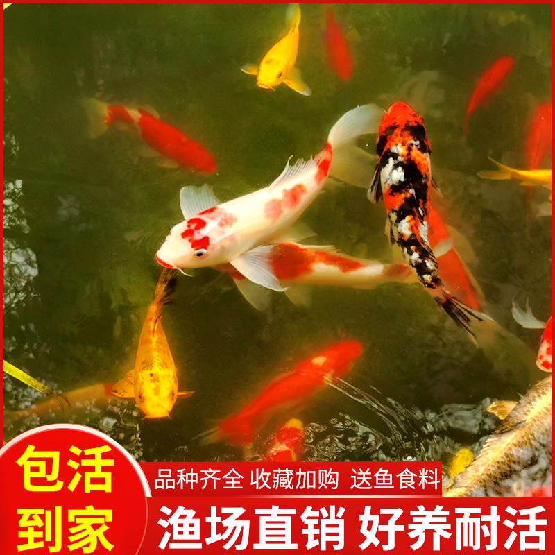 大型观赏鱼冷水淡水鱼黄金龙凤锦鲤鱼蝴蝶鲤正红白三色锦鲤红草鱼