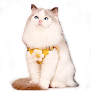 猫咪牵引绳可调节背心式高颜值防挣脱外出专用布偶胸背带遛猫神器