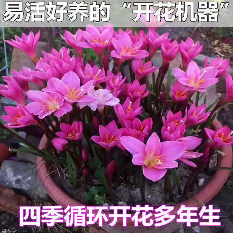 四季开花风雨兰种球重瓣葱兰花苗庭院花卉大全阳台盆栽耐热耐寒h