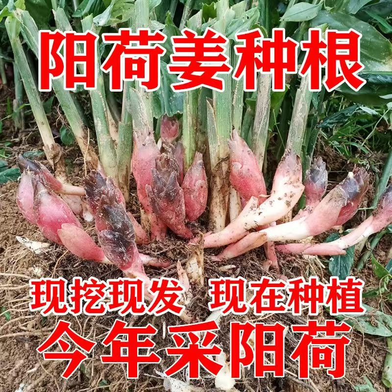 恩施新鲜阳荷姜种子根种苗批发四季农家蔬菜洋荷姜种子苗洋荷种苗
