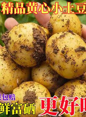 湖北恩施土豆新鲜高山黄心小土豆农家自种马铃薯硬币迷你小土豆粉