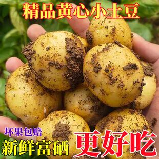 湖北恩施土豆新鲜高山黄心小土豆农家自种马铃薯硬币迷你小土豆粉