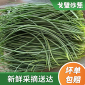 顺丰 民勤沙葱胡葱新鲜现采野生蔬菜下饭菜量大可优惠 包邮