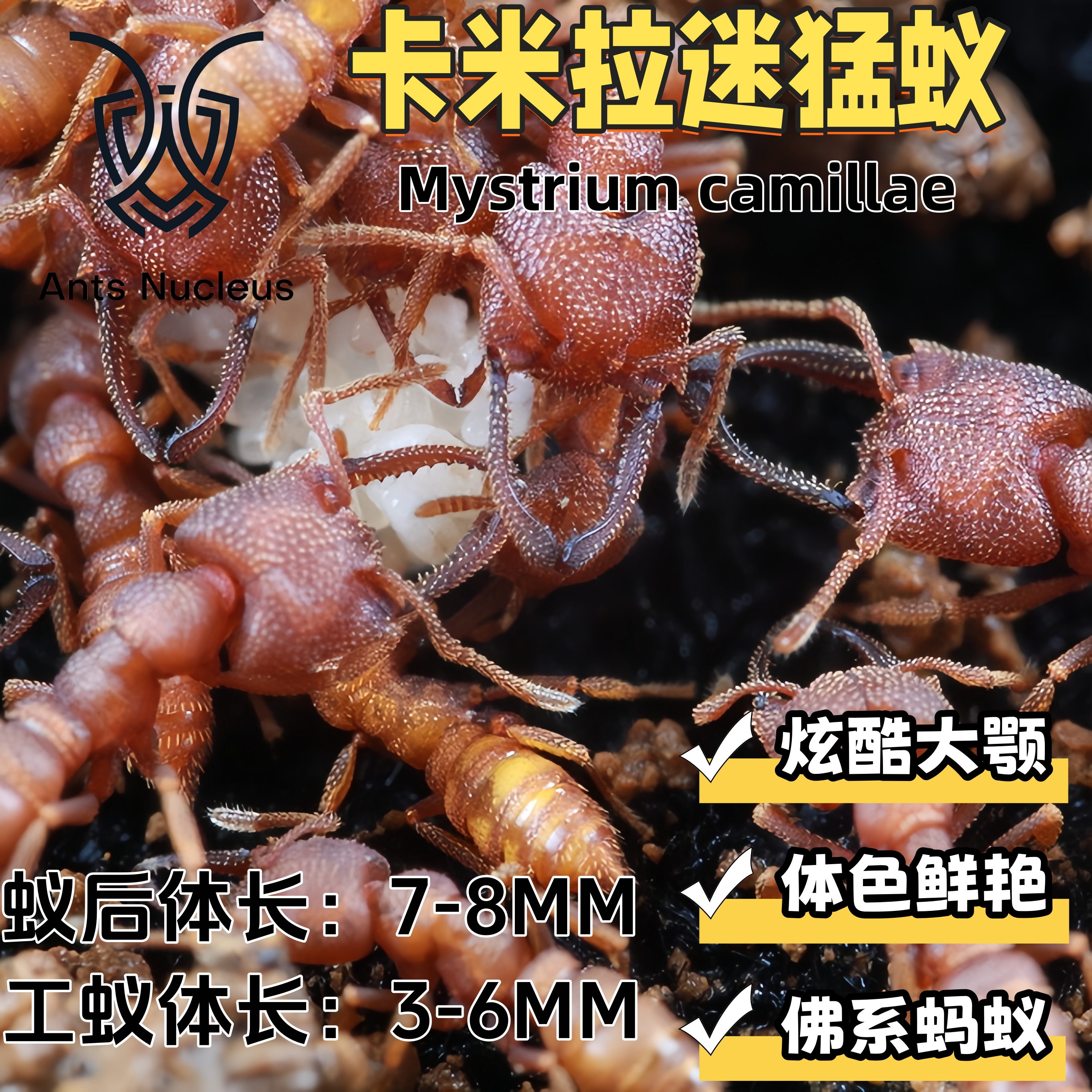 卡米拉迷猛蚁小型宠物活体蚂蚁凶猛科普教育