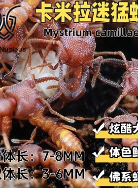 卡米拉迷猛蚁小型宠物活体蚂蚁凶猛科普教育