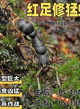 红足修猛蚁活体宠物蚂蚁凶猛爬宠性工繁殖
