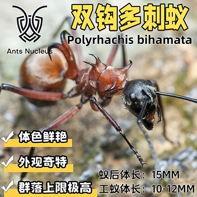双钩多刺蚁活体宠物蚂蚁