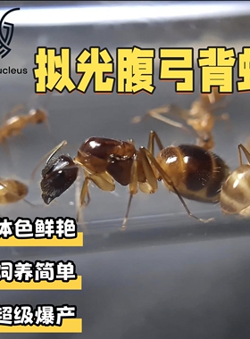 拟2025光腹弓背蚁新后小群活体宠物蚂蚁体色鲜艳饲养简单适合新手