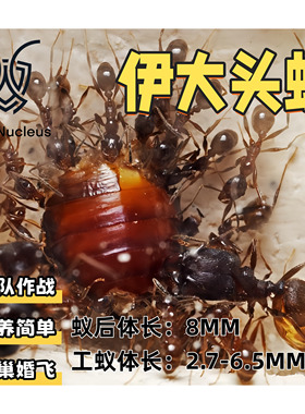 伊大头蚁Pheidole yeensis活体宠物蚂蚁团队作战蚁核科普教育