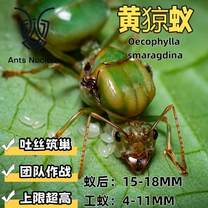 黄猄蚁Oecophylla smaragdina活体宠物蚂蚁科普教育