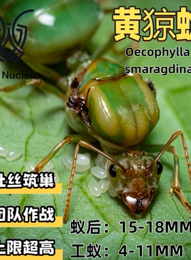 黄猄蚁Oecophylla smaragdina活体宠物蚂蚁科普教育