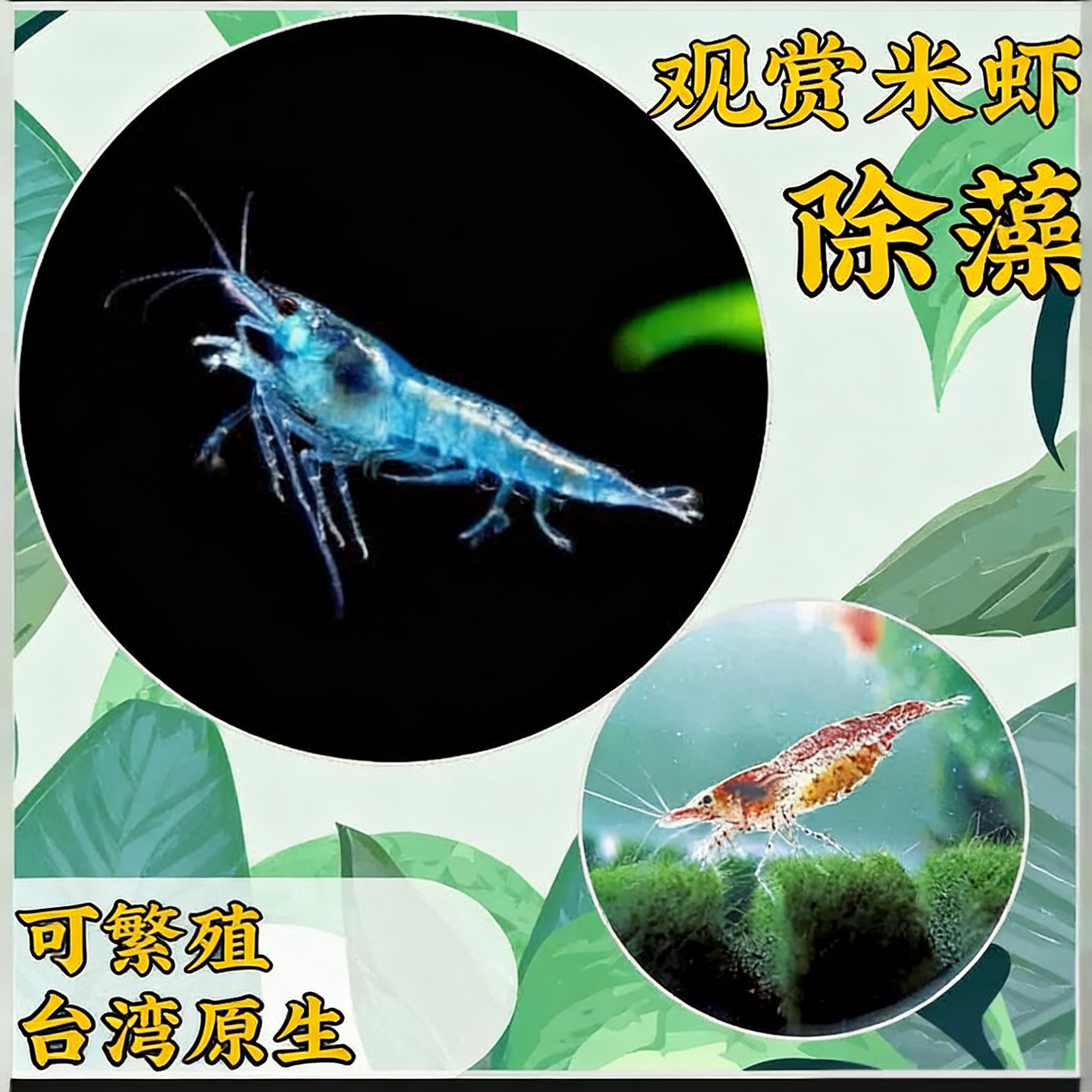 淡水观赏虾米虾樱花虾极火虾冷水除藻虾清洁活体水晶虾草缸工具虾
