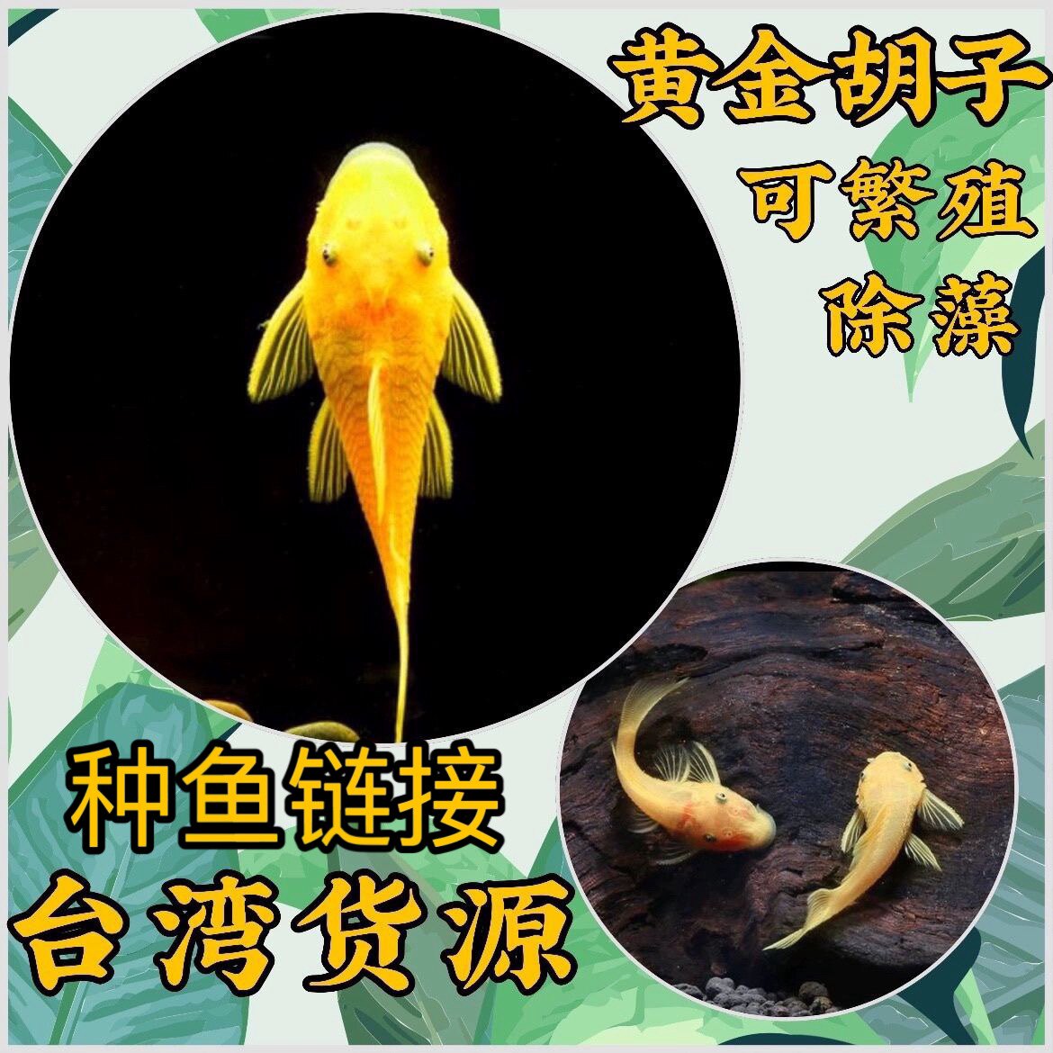 黄金胡子鱼小型热带观赏鱼鱼缸除藻工具鱼活体